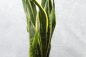 Sansevieria